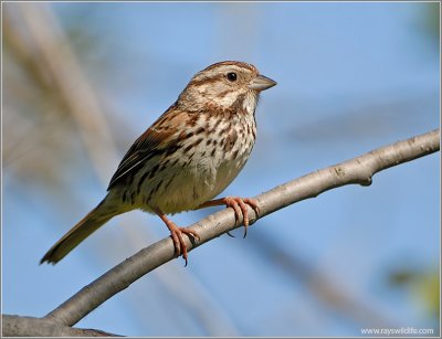 Song Sparrow 4