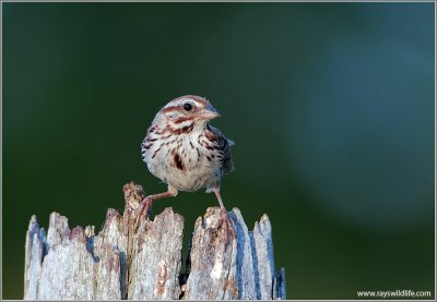 Song Sparrow 6