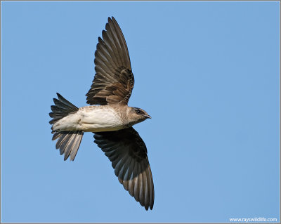 Purple Martin 4