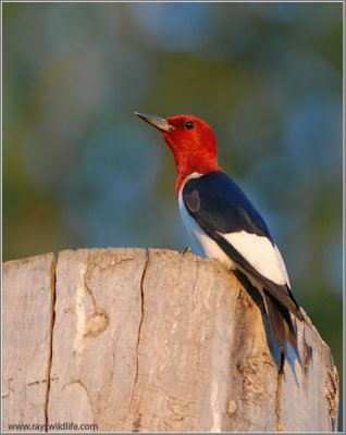 Red-headed Woodpecker 1