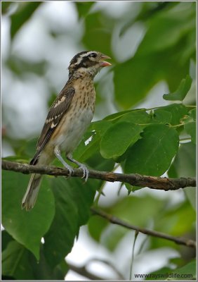 Rose-breasted Grosbeak 1