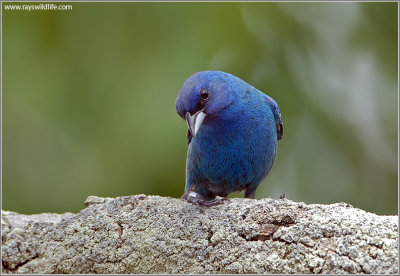 Indigo Bunting 4