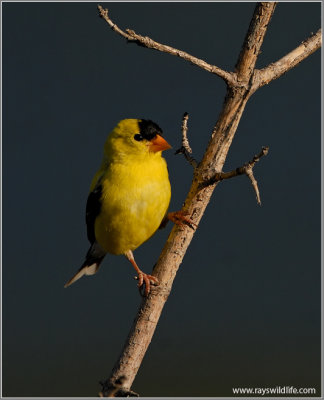 American Goldfinch 11