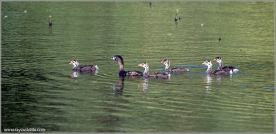 Pied-billed Grebe and family 2