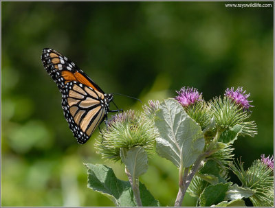 Monarch Butterfly 34
