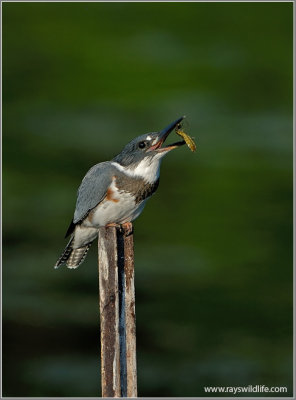 Belted Kingfisher with a bad meal!  13