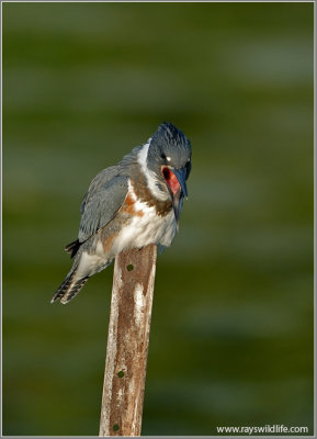 Belted Kingfisher with a bad meal!  14