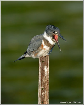 Belted Kingfisher with a bad meal!  15