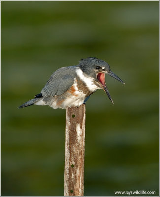 Belted Kingfisher with a bad meal!  17