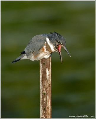 Belted Kingfisher with a bad meal!  16