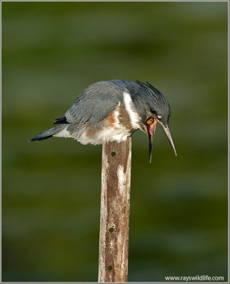 Belted Kingfisher with a bad meal!  18