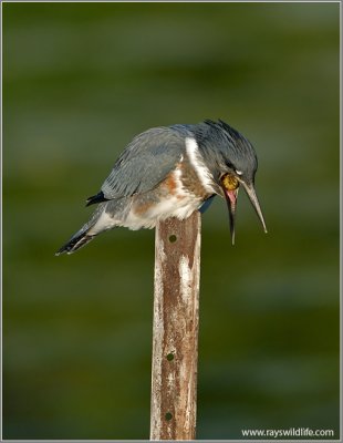 Belted Kingfisher with a bad meal!  19
