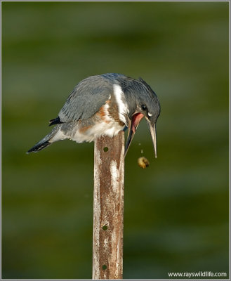 Belted Kingfisher with a bad meal!  20