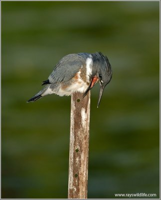 Belted Kingfisher with a bad meal!  21