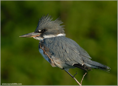 Belted Kingfisher 22