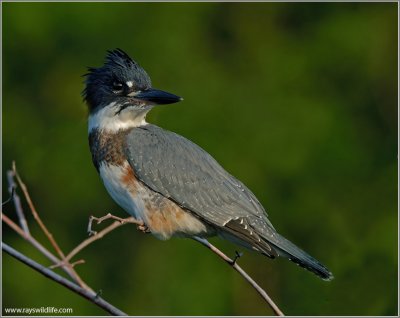 Belted Kingfisher 24
