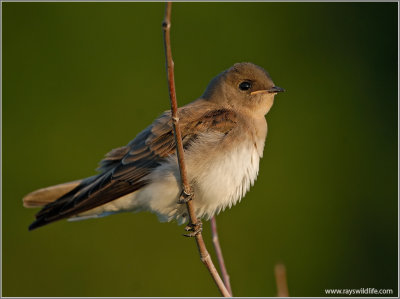 Northern Rough-winged Swallow 6