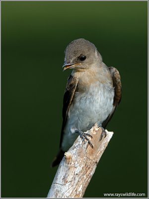 Northern Rough-winged Swallow 7
