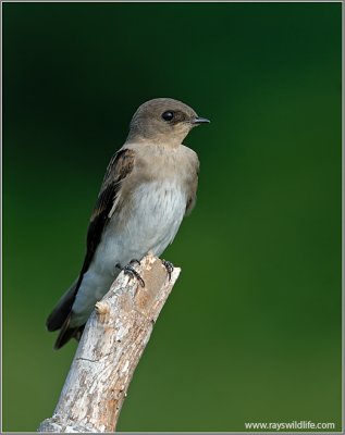 Northern Rough-winged Swallow 8