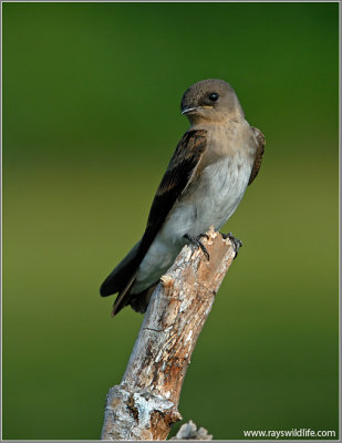 Northern Rough-winged Swallow 9