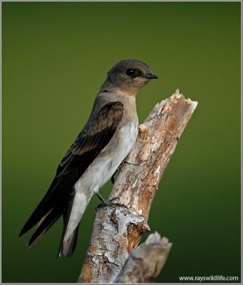 Northern Rough-winged Swallow 13