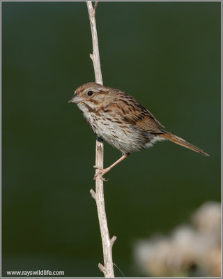 Song Sparrow 7