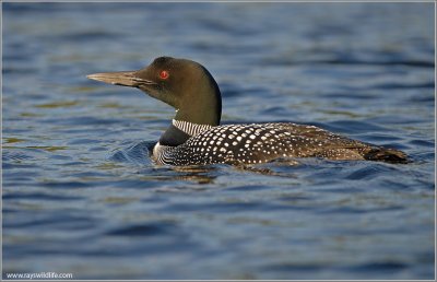 Common Loon 3