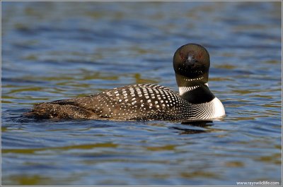 Common Loon 4