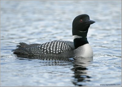 Common Loon 6