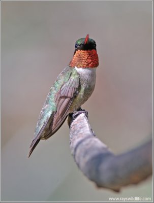 Ruby-throated Hummingbird 4