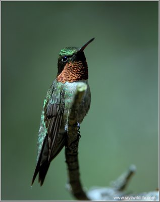 Ruby-throated Hummingbird 5