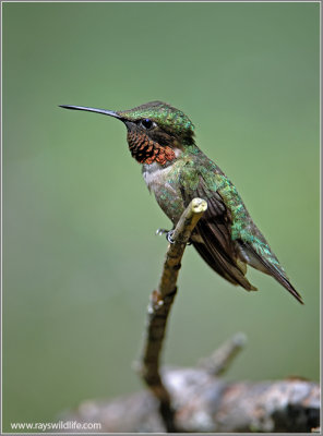 Ruby-throated Hummingbird 8