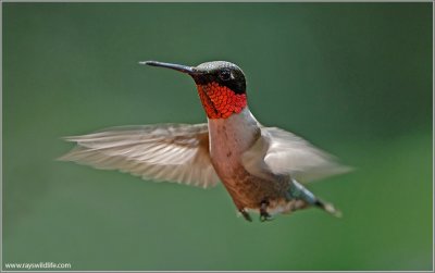 Ruby-throated Hummingbird 9
