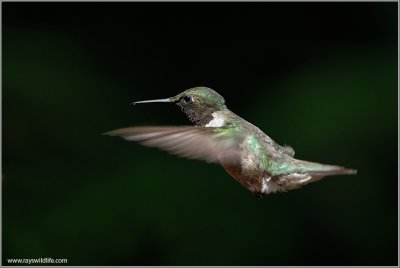 Ruby-throated Hummingbird 10