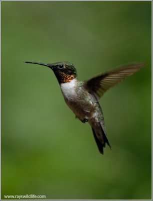 Ruby-throated Hummingbird 11