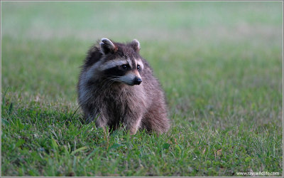 Raccoon 2