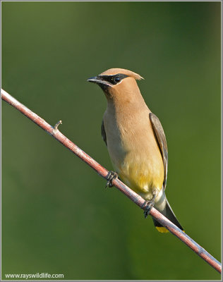 Cedar Waxwing 8