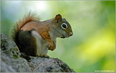 Red Squirrel 4