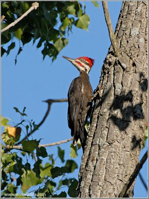 Pileated Woodpecker 1