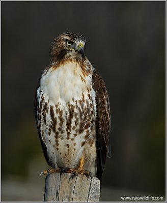 Red-tailed Hawk re-edit 77