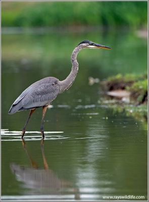 Great Blue Heron 53