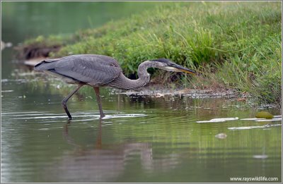 Great Blue Heron 55