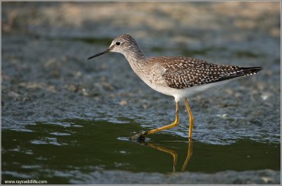 juvenile Lesser Yellowlegs 2