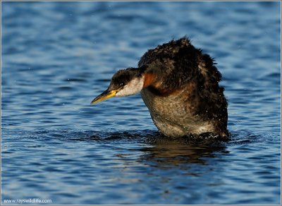 Red-necked Grebe 42