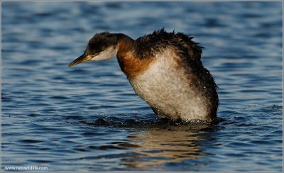Red-necked Grebe 43