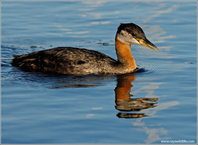 Red-necked Grebe 44