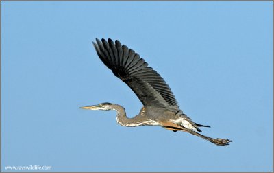 Great Blue Heron 58