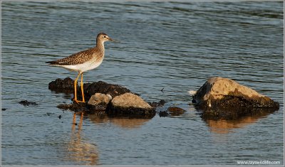 Solitary Sandpiper 1