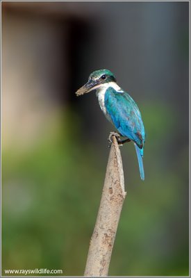 Collared Kingfisher 4