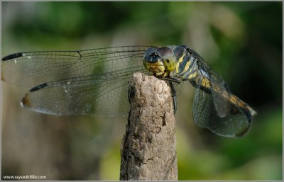 Dragonfly